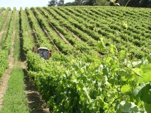 Quinta De Catralvos Hotel Azeitão Eksteriør billede